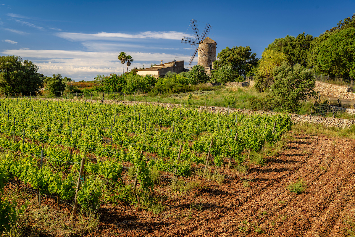 Technical and Steering Committee Meeting, Mallorca